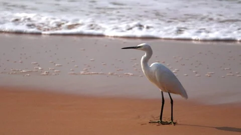 Calm beach background with waves splashing the shore gently having a white .. Video stock 326227625