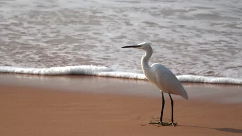 Calm beach background with waves splashing the shore gently having a white .. Video stock 326227628