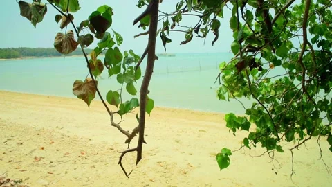 Calm beach with gentle waves and green leafy tree branches in the foreground Stock Footage 332380535