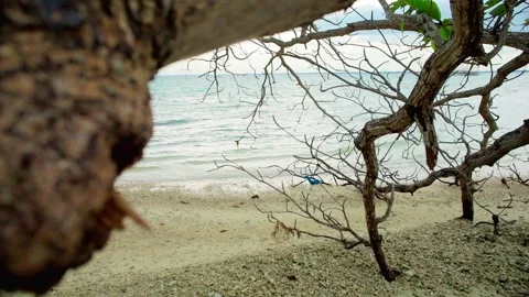 Calm beach with gentle waves and tree branches Stock Footage 332380552