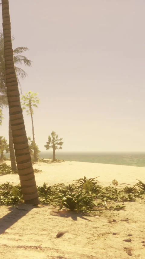 Calm beach scene with palm trees and ocean in the background during daytime Stock Footage 341254814