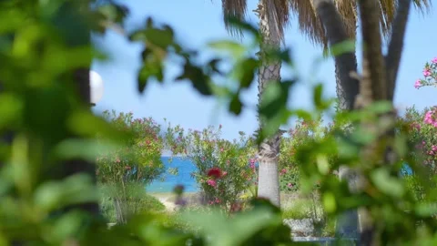 A calm beach scene with a single tree overlooking turquoise waves in 4K slo.. Vidéo 291141131
