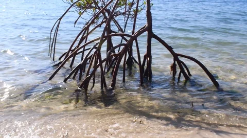 Calm beach with waves Stock Footage 108519865