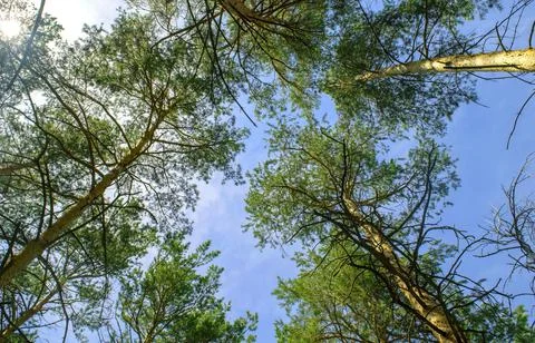 Calm beautiful pine trees crownes on the blue sky background during the day Fotos de archivo