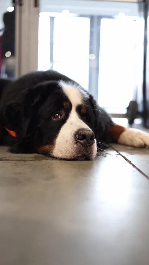 A calm Bernese Mountain Dog rests on a polished floor, its expressive eyes refle Stock Footage 294707669