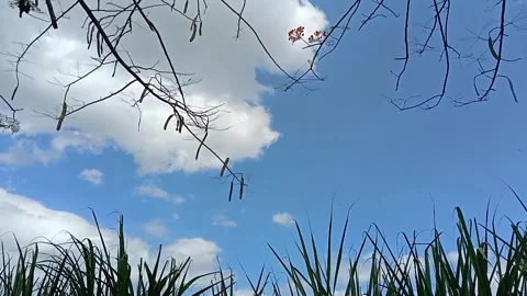 Calm between the grass and the sky. Vídeos de archivo 333896742