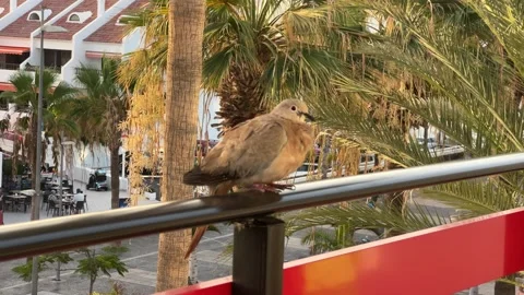 A Calm Bird Enjoys Its Time on a Railing Surrounded by Lush Tropical Stock Footage 317073181