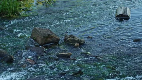 Calm blue mountain river close-up clear stream. Shot with rocks and little bird Stock Footage 133831414