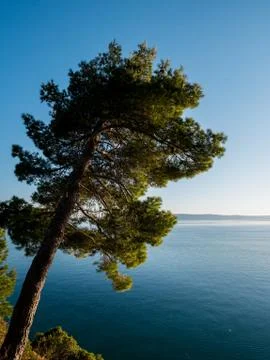 Calm blue sea and pine tree Stock Photos
