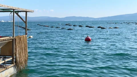 Calm blue sea view with a floating buoy beside a wooden dock under clear sky Stock-Footage 336353725