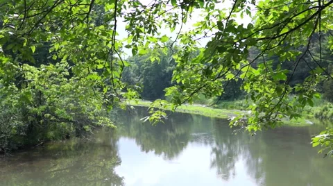 A calm body of water surrounded by trees and grass Stock Footage 53278360