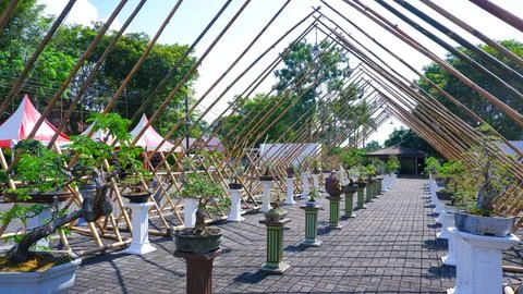Calm Bonsai Botanical Garden With Triangular Bamboo Structure 스톡 사진