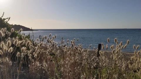 Calm Breeze Low Tide Beach With Bunny Tail Grass In The Foreground Stock Footage 246474939