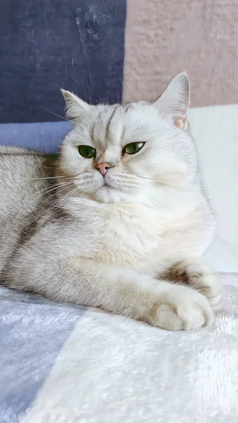 Calm British white cat, lying on a gray blanket, at home, in daylight, close-up Stock Footage 249691921