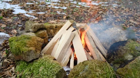 Calm campfire in early spring forest Stock Footage 309031552