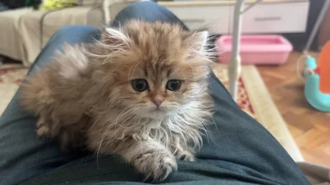 Calm Cat 1 Stock Footage 276437455