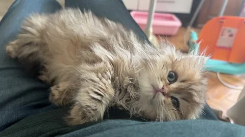 Calm Cat 2 Stock Footage 276437472