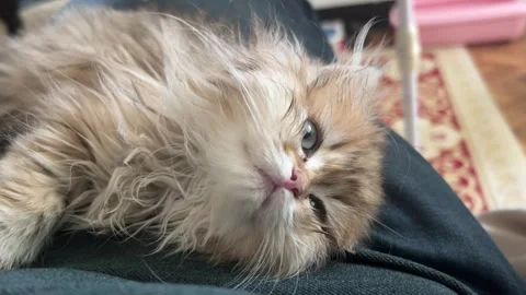 Calm Cat 3 Stock Footage 276437457