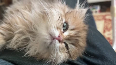 Calm Cat 4 Stock Footage 276437390