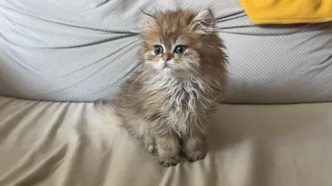 Calm Cat 6 Stock Footage 276437485