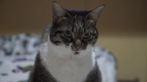 A calm cat looks to the right Stock Footage 145079366