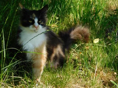 Calm cat Stock Photos