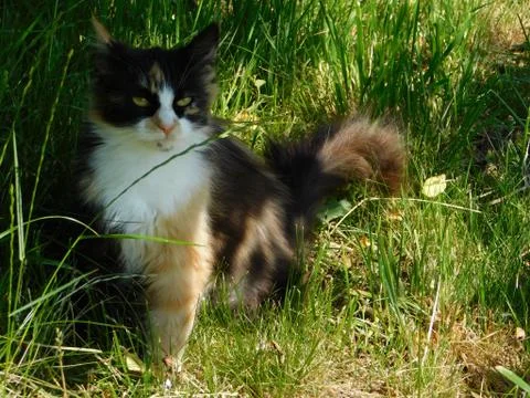 Calm cat Stock Photos