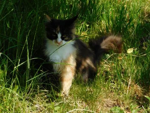 Calm cat Stock Photos