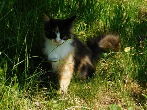 Calm cat Fotos Stock