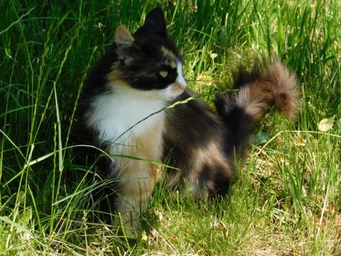 Calm cat Fotos Stock