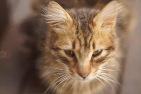 Calm cat Stock Photos