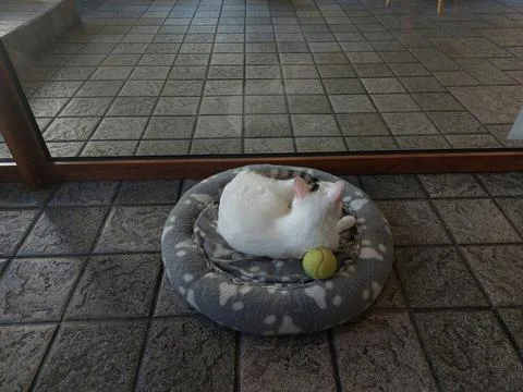 Calm of the cat Stock Photos