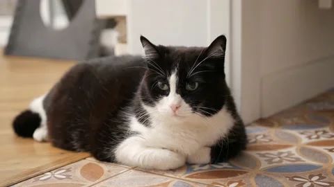 Calm cat resting on floor Stock Footage 234424993