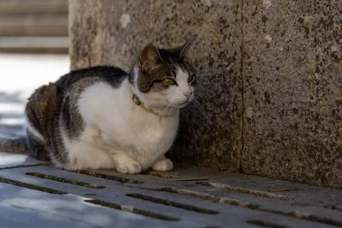 Calm Cat Resting on Stone Surface by Weathered Wall in Urban Setting Foto stock