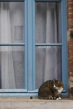 A calm cat sits by a blue window with elegant drapery, showcasing the tranqui Stock Photos