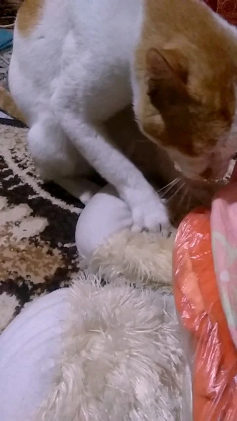 Calm Cat Sniffing Fabric and Kneading a Teddy Bear Indoors Stock Footage 326274853