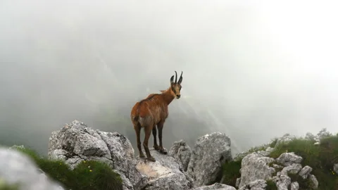 Calm chamois on the top of the ridge in cloudy weather Stock Footage 134737151