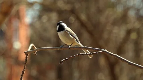 A calm chickadee on a branch is looking around in this slow-motion close-up. Vídeos de archivo 252526529