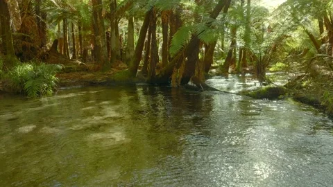 Calm, clear stream in a tropical rainforest Stock Footage 218488054