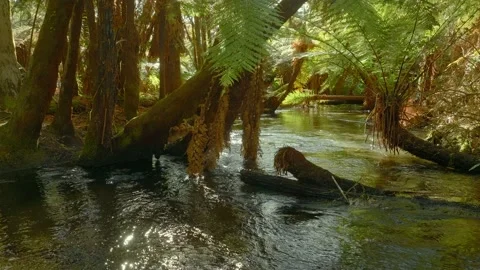 Calm, clear stream in a tropical rainforest Video stock 218488994