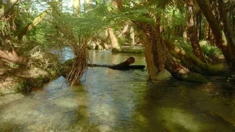 Calm, clear stream in a tropical rainforest 스톡 동영상 218491200