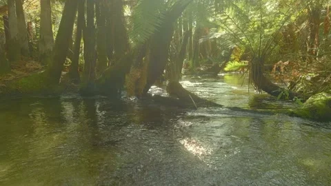 Calm, clear stream in a tropical rainforest Stock Footage 218491306