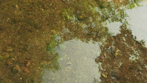 Calm clear water stream over sandy riverbed. Loop. Vídeos de archivo 332964251