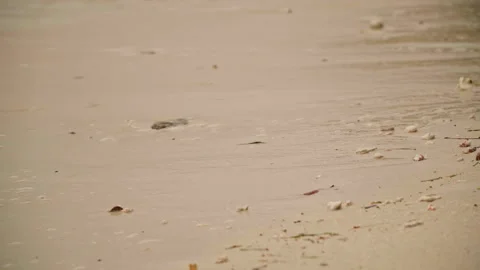Calm coast with stones and algae. Serene shoreline featuring pebbles and foamy Video stock 335893787