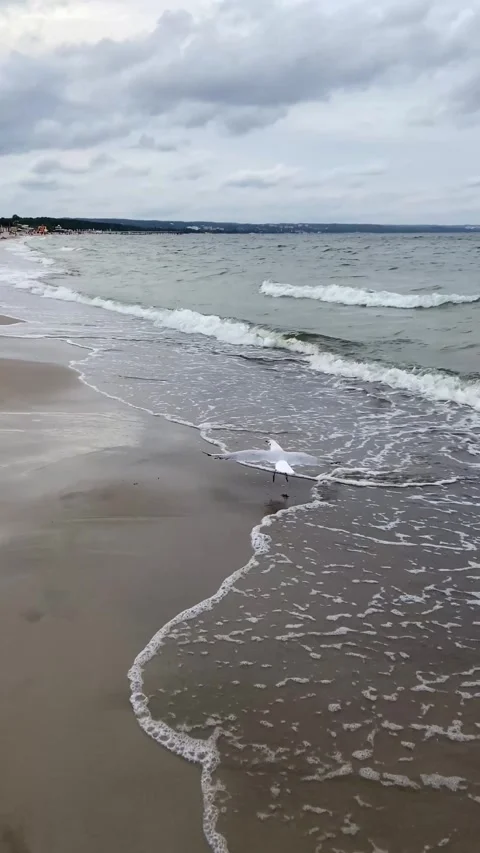 Calm coastal waves gently rolling onto sandy beach under overcast sky Stock Footage 298337488