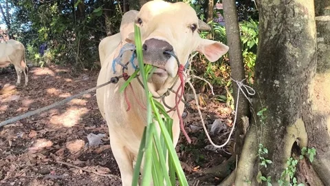Calm cow eats green leaves outdoors Stock Footage 345407246
