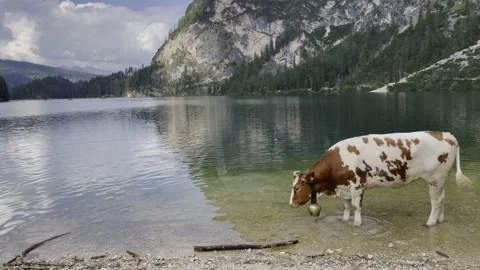 A calm cow rests by a tranquil mountain lake, enjoying the peaceful scenery Stock Footage 280766831