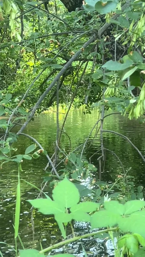 Calm creek water Vidéo 337210335