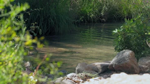 Calm creek water stream on a spring day Stock Footage 345139647