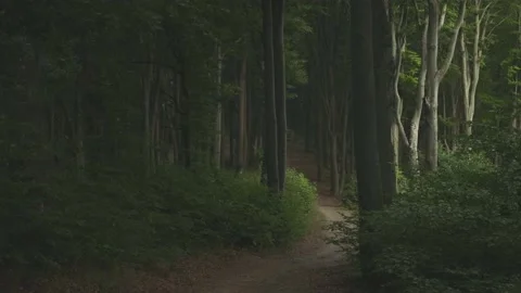 Calm dark forest. Eerie light coming from right Stock Footage 203949925